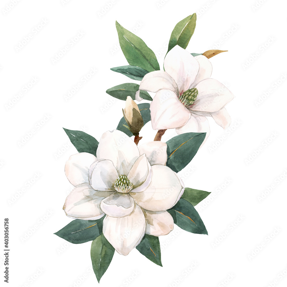 Fototapeta premium Beautiful stock illustration with hand drawn watercolor gentle white magnolia flowers.