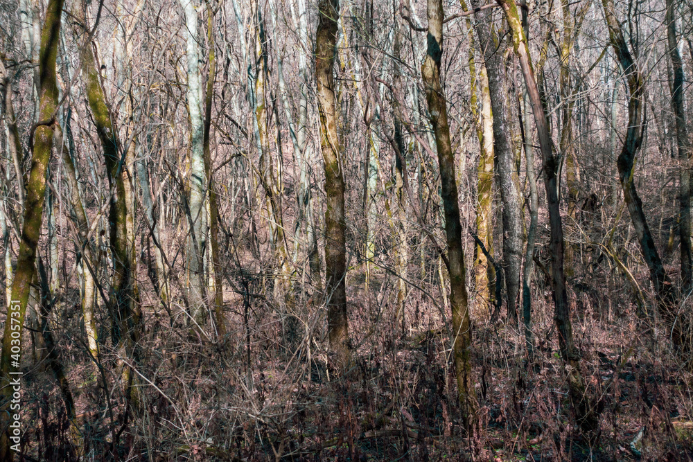 Fototapeta premium Forest scenery