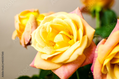 flowers on a pale pink background