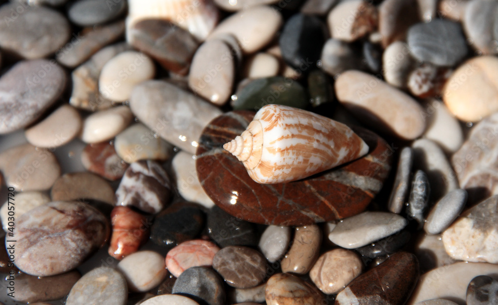 Seashell on a background of stones. Marine background.