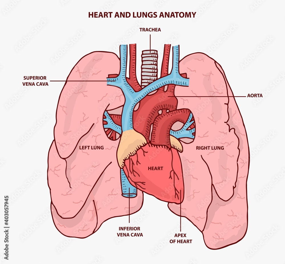 HEART AND LUNGS ANATOMY ILLUSTRATION VECTOR เวกเตอร์สต็อก | Adobe Stock