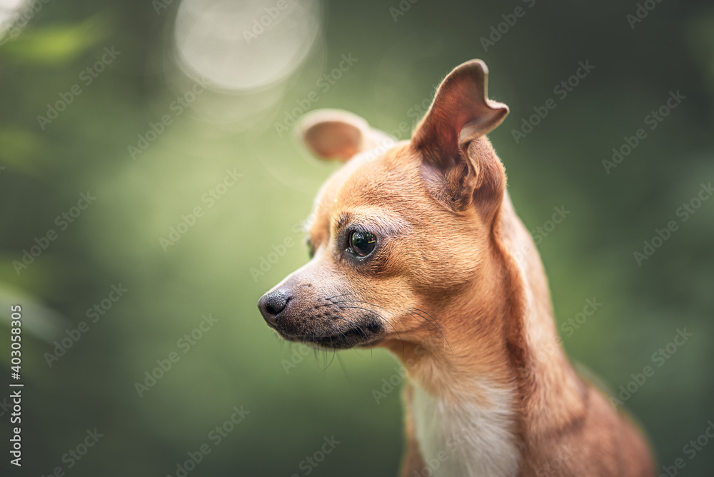Close up portrait of a Zwergpinscher in a natural environment with green blurry background, tiny dog, small dog Close up portrait of a Zwergpinscher in a natural environment with green blurry background, tiny dog, small dog