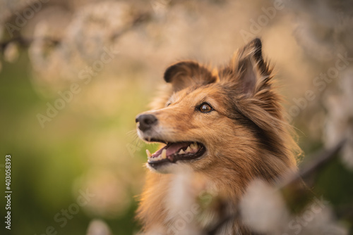 Close up portrait of a shetland shepherd in a cherry blossom, spring, summertime, flowers
