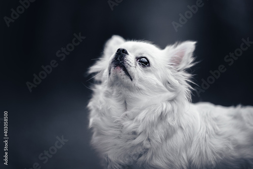 Close up portrait of a long haired white chihuahua in a blue background, small dog, tiny dog