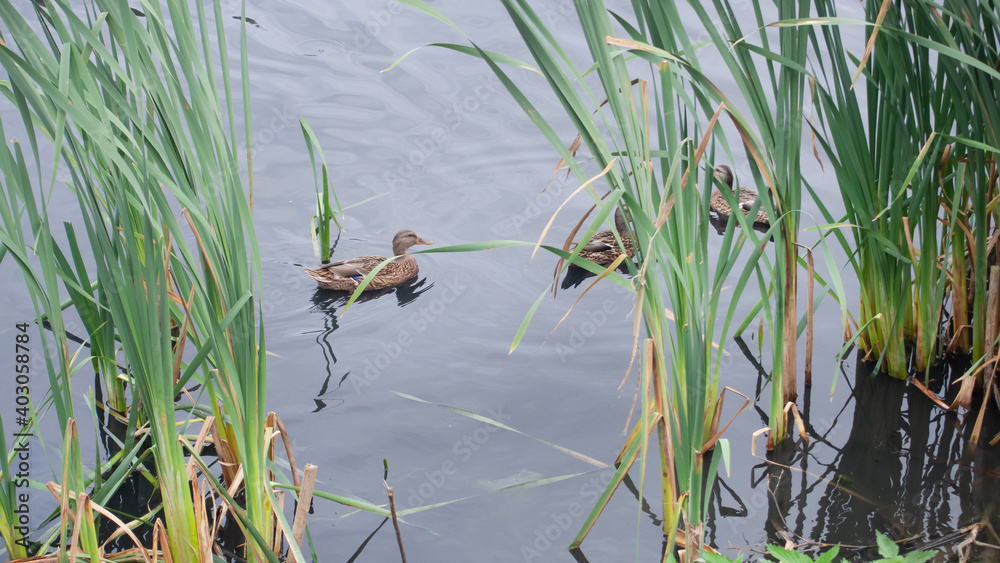 Naklejka premium ducks swim on the pond, grass grows nearby