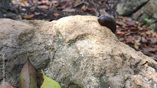 pill millipede (Oniscomorpha) runs on the limestone surface photo