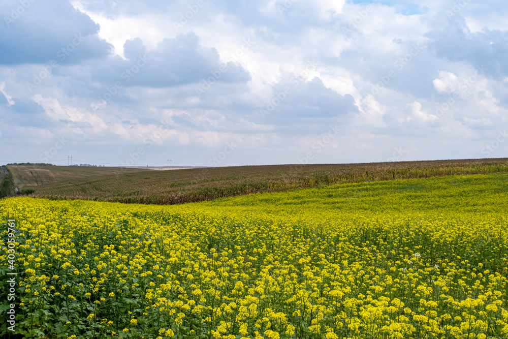 Scenic yellow field of canola flowers and cloudy sky