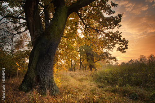 autumn in the forest