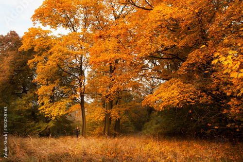 Fototapeta Naklejka Na Ścianę i Meble -  autumn in the forest