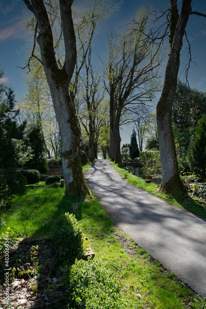 langer Weg Bergauf durch einen Friedhof durch Bäume hindurch