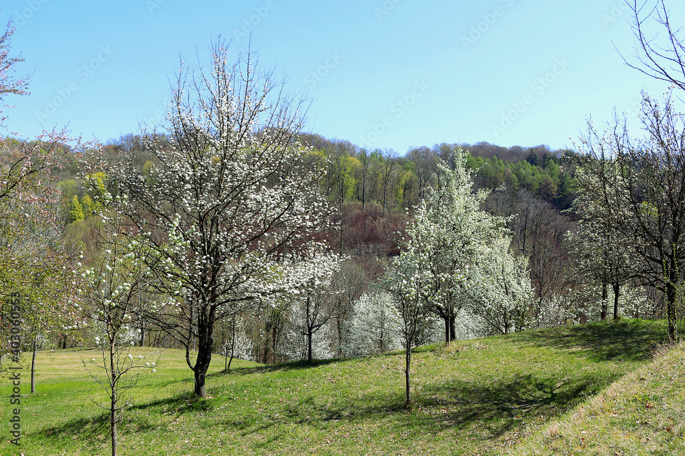 Spring landscape with blossoming fruit trees (Kaiserstuhl hills, Baden, Germany)