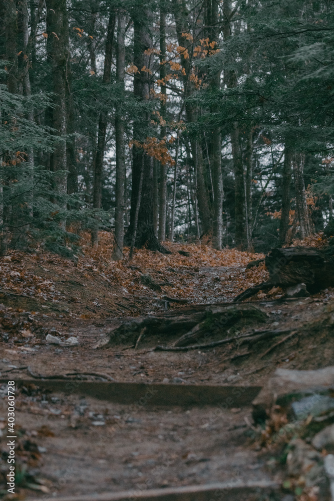 Obraz premium Forest Path