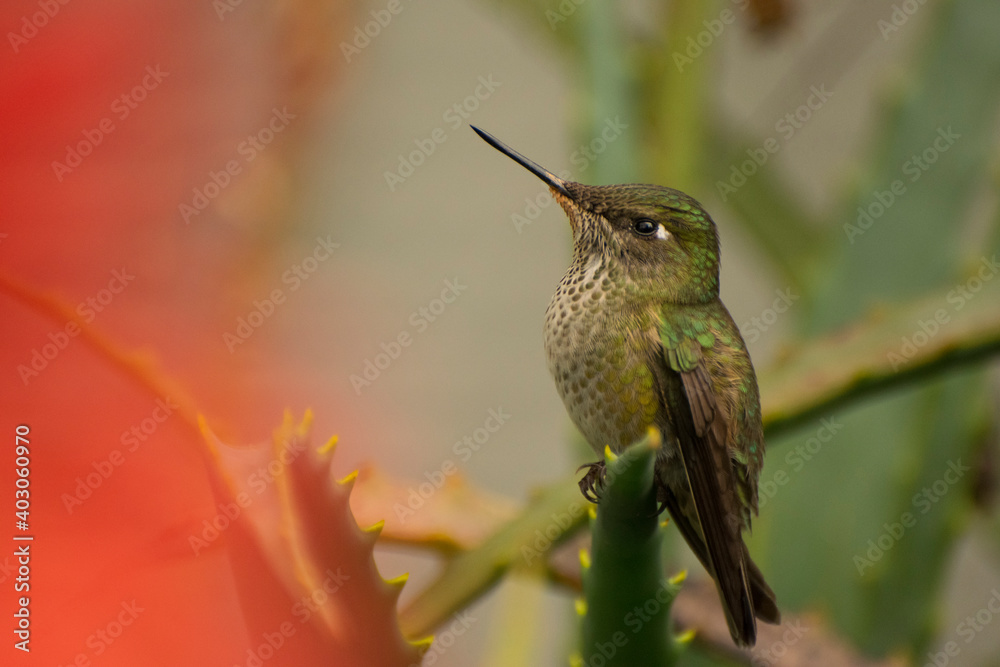 Fototapeta premium Picaflor chico - Sephanoides sephaniodes -