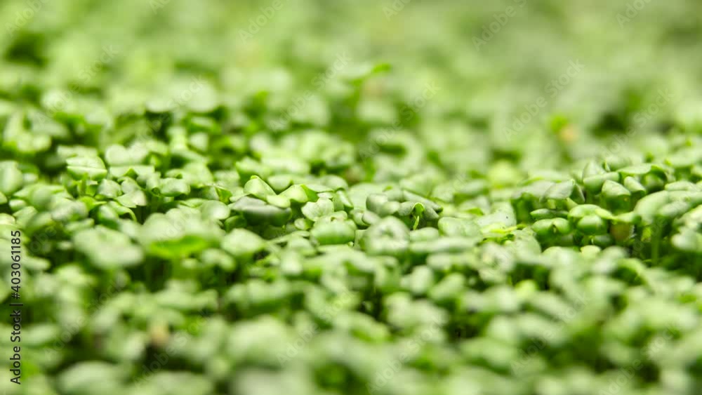 Growing Plants from Seeds in Time lapse, Fresh Green Cress Salad Sprout Timelapse. Nature spring season. Gardening agriculture food. Growing Plants from Seeds in Time lapse, Fresh Green Cress Salad Sprout Timelapse. Nature spring season. Gardening agriculture food.