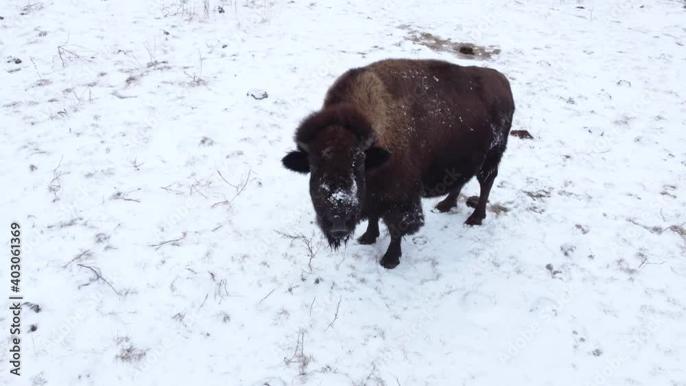 bison close up rotating view in winter bison close up rotating view in winter