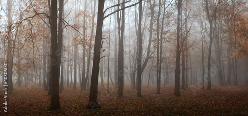 Fototapeta Naklejka Na Ścianę i Meble -  fog in the forest
