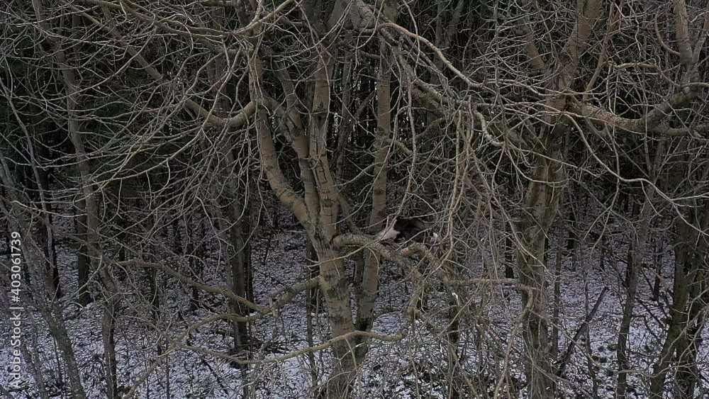bald eagle flying out of tree perch super slow motion winter time bald eagle flying out of tree perch super slow motion winter time