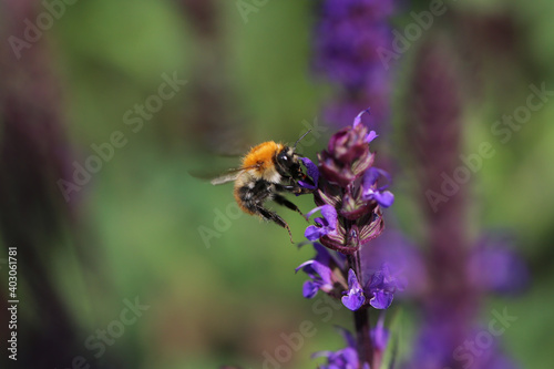Bee sucks the nectar of a flower © Stefano