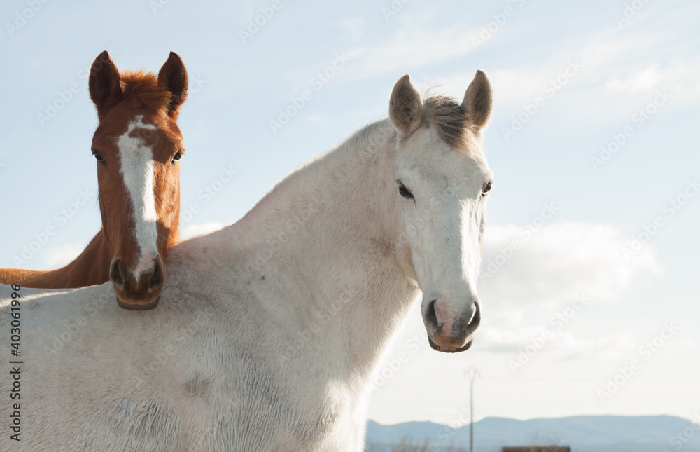 Fototapeta premium Portrait of two young horses, one white and one brown looking at the camera, in the pastures of extremadura in Spain