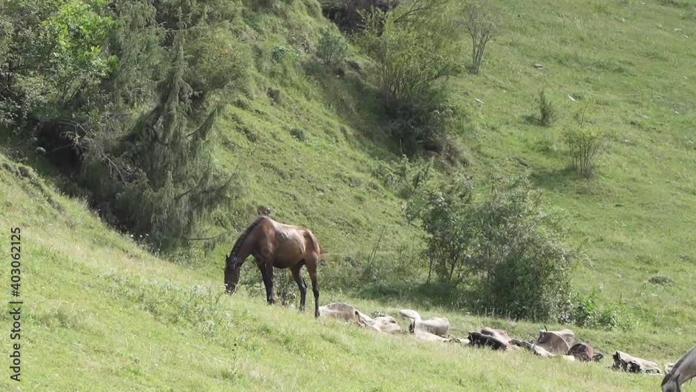 Grazing horse in the middle of the Caucasus valley. Grazing horse in the middle of the Caucasus valley.