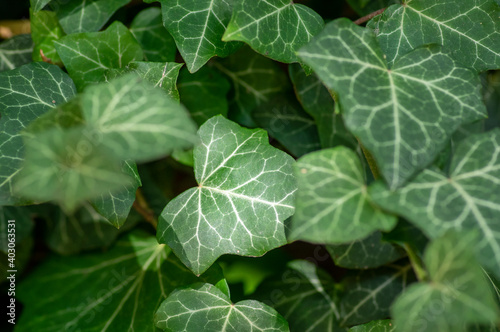Hedera helix detail of green leaves, poison ivy evergreen plant, green foliage o Fototapet