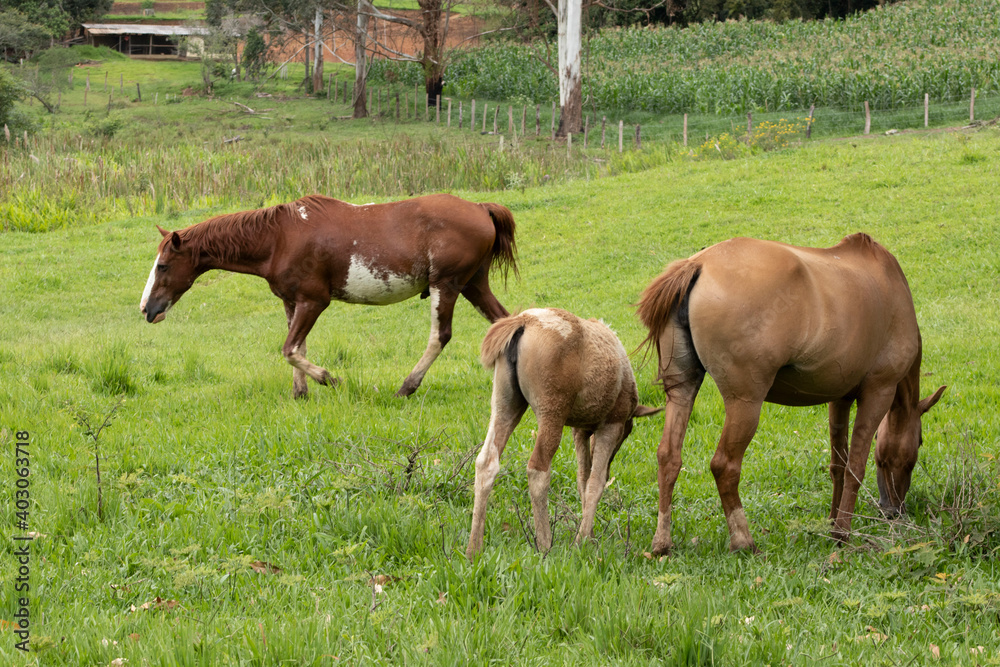 Fototapeta premium horse