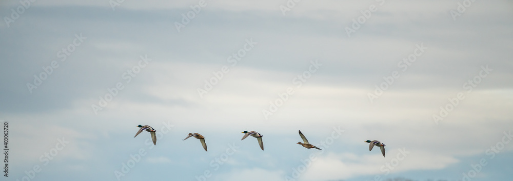 Ducks flying in a row