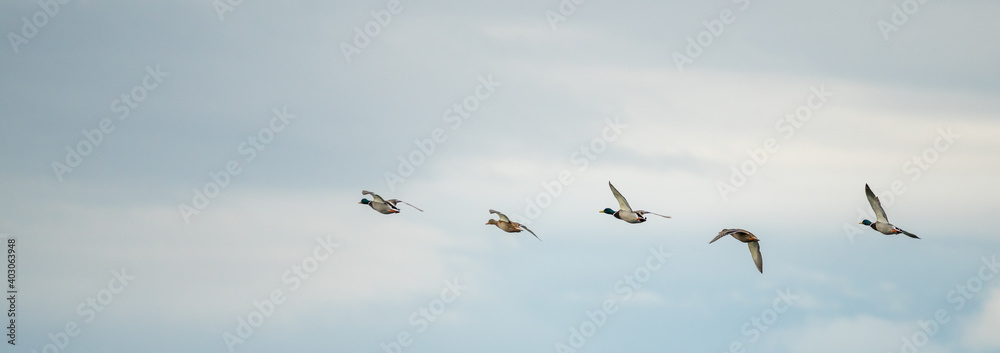 Ducks flying in a row