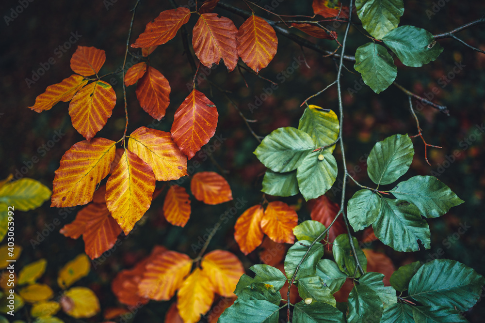 rote und grüne Herbstblätter rote und grüne Herbstblätter