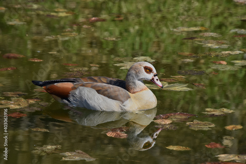 Entenvögel - Nilgans (Alopochen aegyptiaca) photo