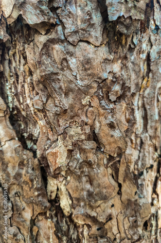 Abstract background texture of rough irregular plates of old tree bark
