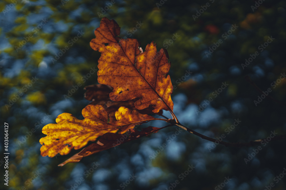 Eichenblätter im Herbstlicht Eichenblätter im Herbstlicht