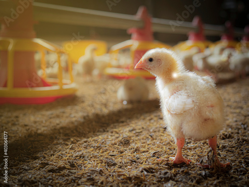 Small chicken in the chicken farm