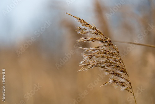 Close-up of brown reed in autumn