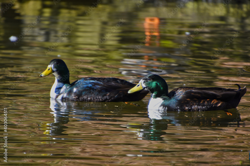 Zwei Enten die im Abendlicht glänzend über einen Teich schwimmen Zwei Enten die im Abendlicht glänzend über einen Teich schwimmen