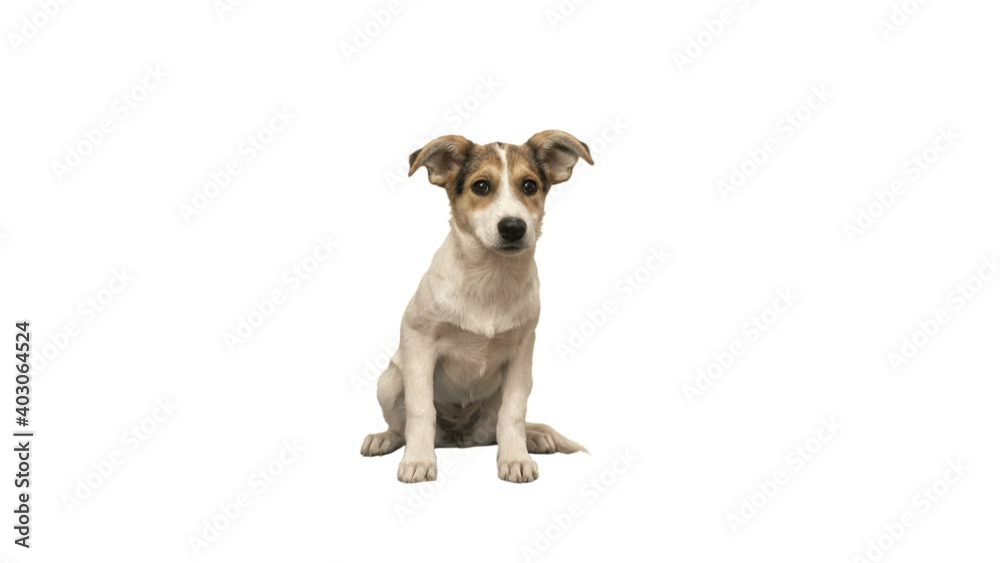 dog looks on white background dog looks on white background