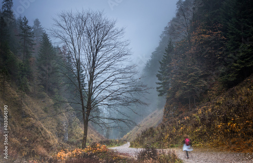 morning in the forest