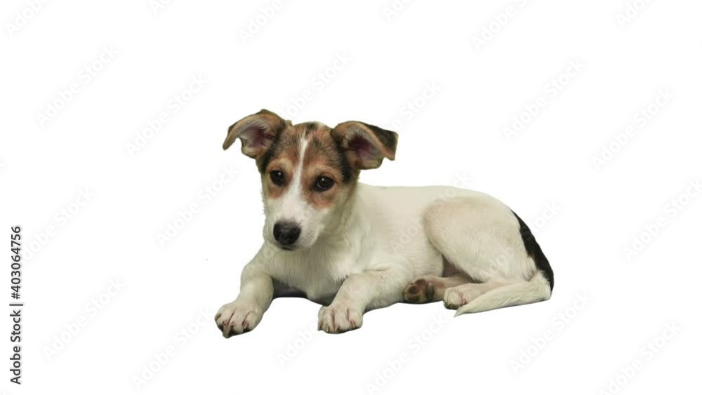dog looks on white background dog looks on white background