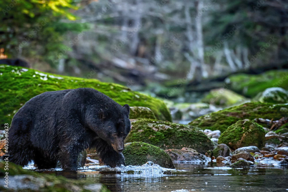 Black bear fishing in Great Bear Rainforest Black bear fishing in Great Bear Rainforest