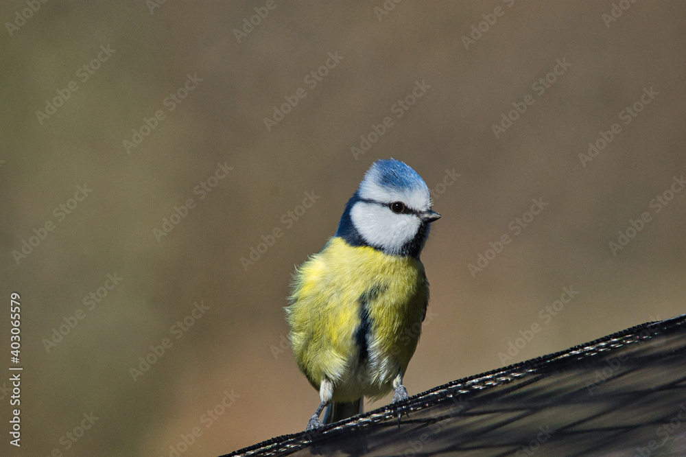 Fototapeta premium Singvögel - Blaumeise (Cyanistes caeruleus)