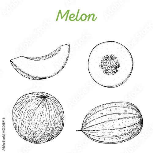 Melon hand drawn vector illustration. Melon slice sketch. Vector illustration. Black and white.