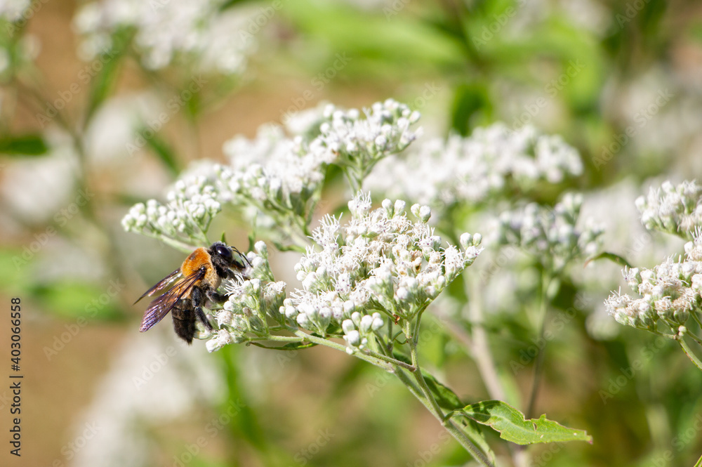 Bee on Valerian Bee on Valerian