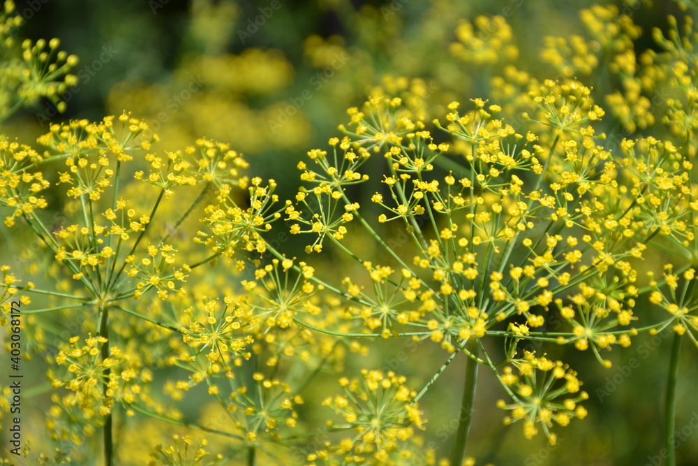 Obraz premium Dill plant in vegetable garden. Organic fresh herb. Dill umbrella with seeds. Countryside garden. Agriculture in the village.