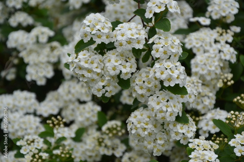 Spiraea thunbergii blooming bush. White flowers background. Shrub branches in white blossom. Beautiful summer nature.