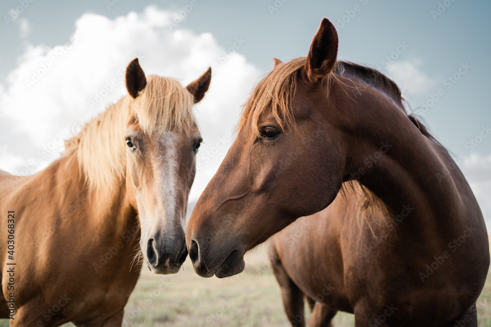 two wild horses stand side by side, looking at each other, red and brown. Wild nature, blue and white background, clear sky
