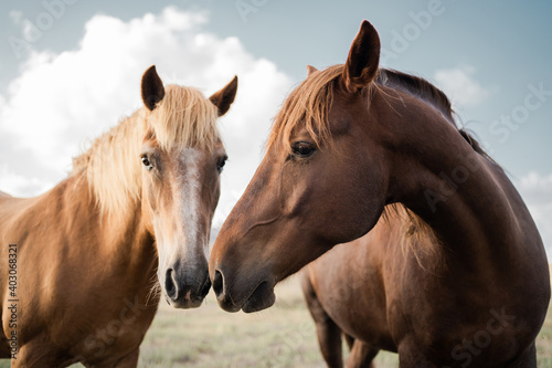 two wild horses stand side by side, looking at each other, red and brown. Wild nature, blue and white background, clear sky