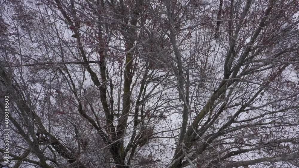 wild turkey flying out of tree perch closeup winter wild turkey flying out of tree perch closeup winter