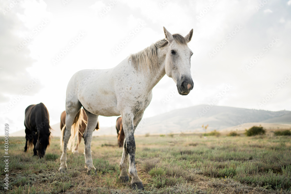 Wild nature, background in the distance high mountains blue and white sky clear. three wild well-groomed horses stand side by side, watching eat grass in the field, white, red and brown Wild nature, background in the distance high mountains blue and white sky clear. three wild well-groomed horses stand side by side, watching eat grass in the field, white, red and brown
