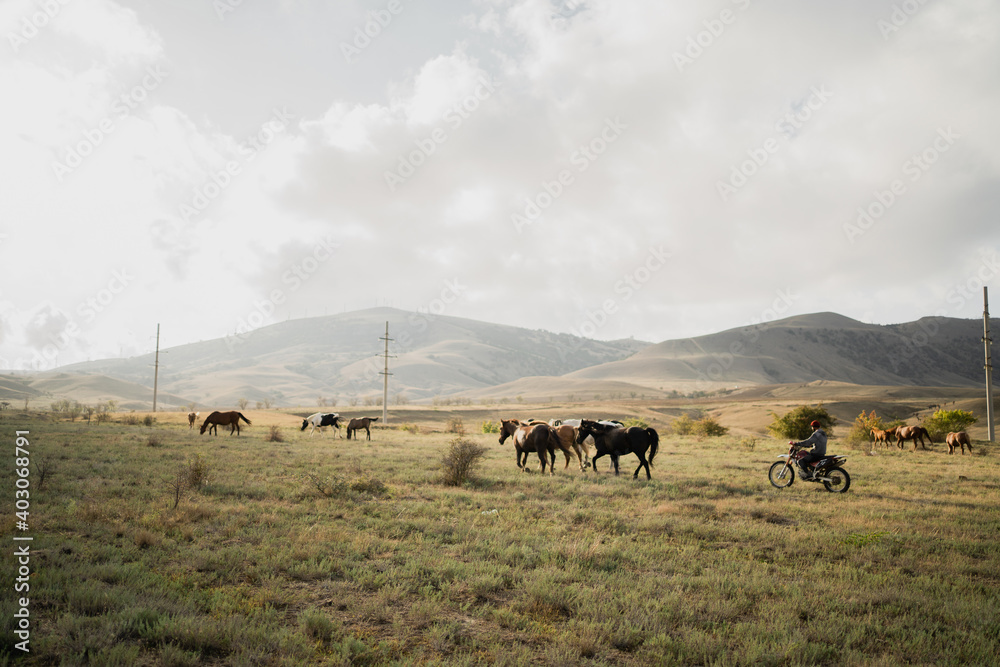 driving a herd of horses. high beautiful view of the mountains in the distance, blue sky thick white clouds, panorama, space to copy. travel in nature. driving a herd of horses. high beautiful view of the mountains in the distance, blue sky thick white clouds, panorama, space to copy. travel in nature.
