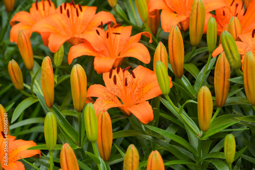 Closeup of a group of orange tiger lilies. 